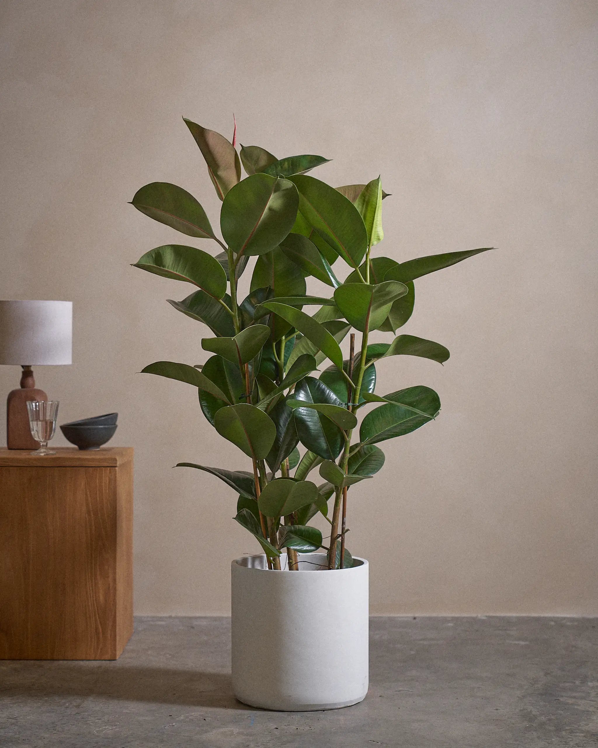 Rubber-Tree-120cm-Circle-Chalk-White-Plntd-Lifestyle-47