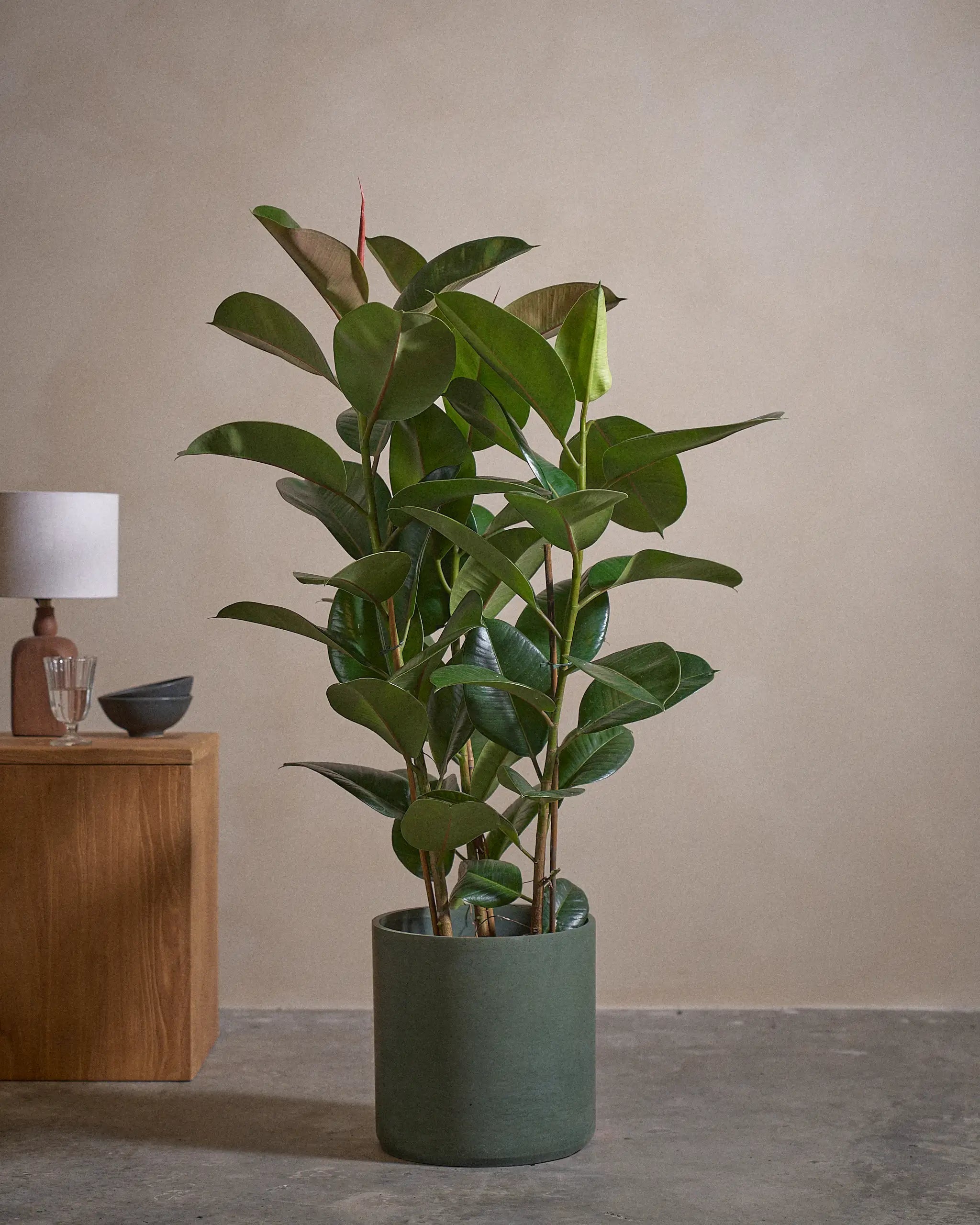 Rubber-Tree-120cm-Circle-Olive-Green-Plntd-Lifestyle-52