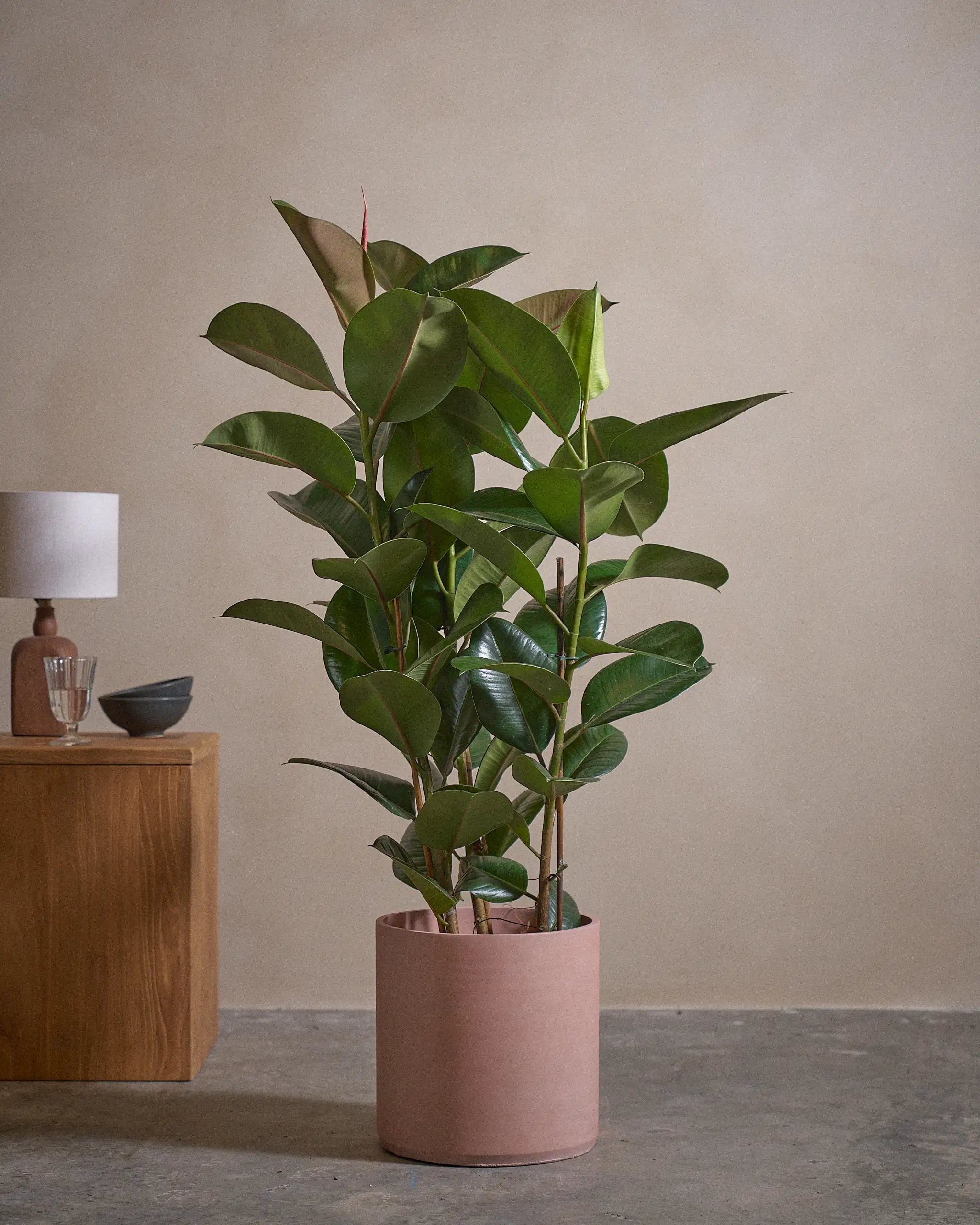 Rubber-Tree-120cm-Circle-Rose-Pink-Plntd-Lifestyle-48