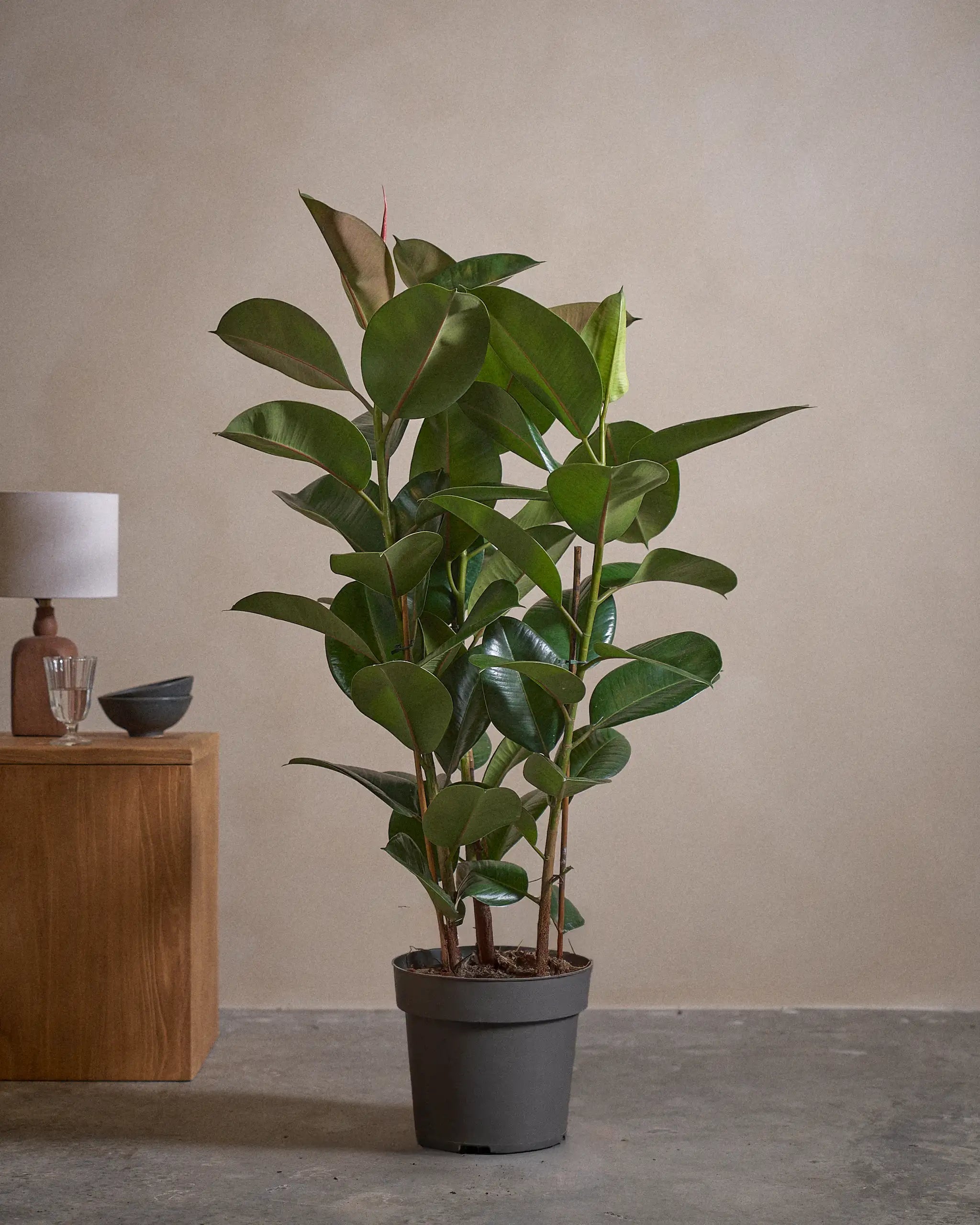 Rubber-Tree-120cm-Nursery-Pot-Default-Plntd-Lifestyle-54