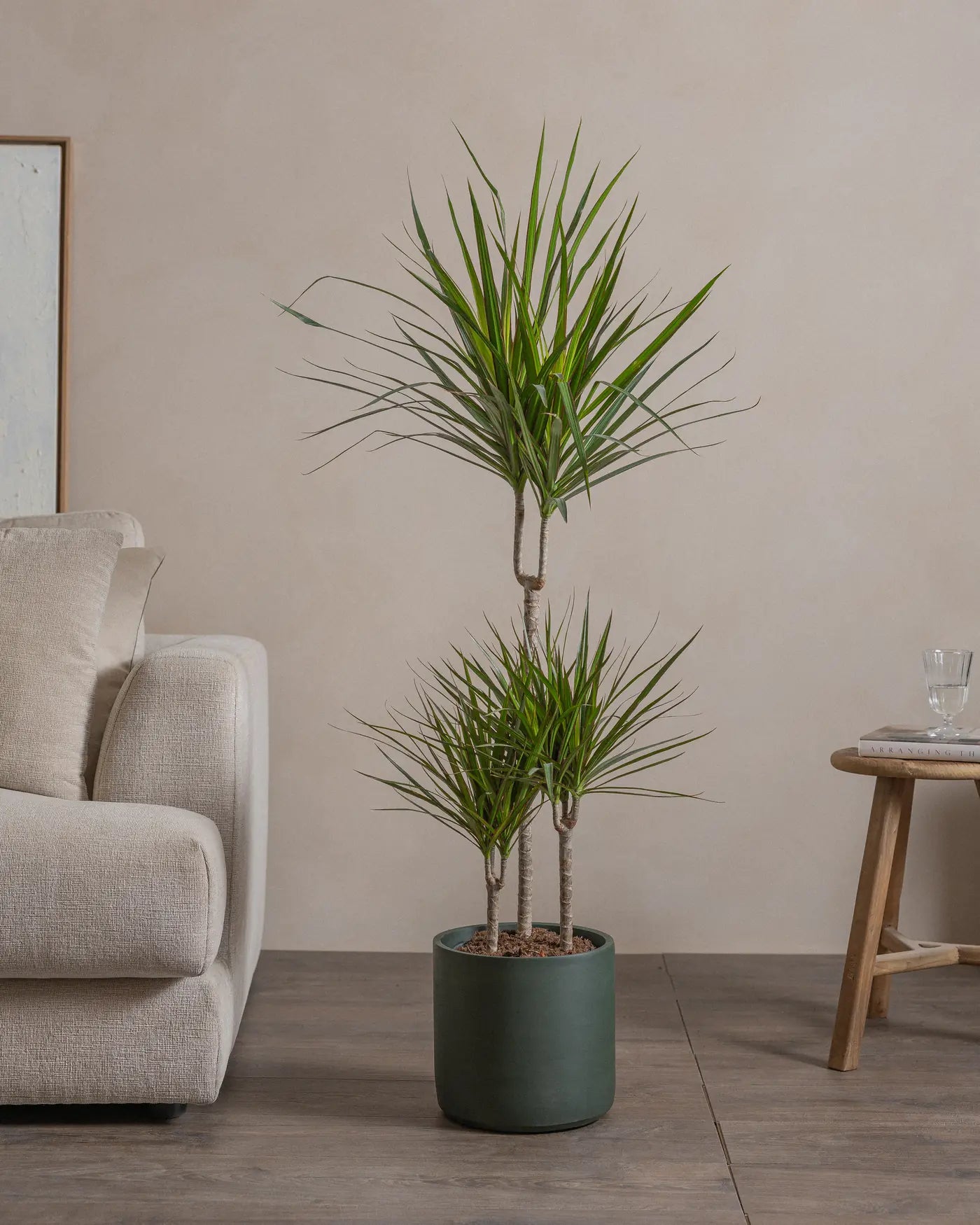 Small-Crimson-Dragon-Tree-120cm-Circle-Olive-Green-Plntd-Lifestyle-14