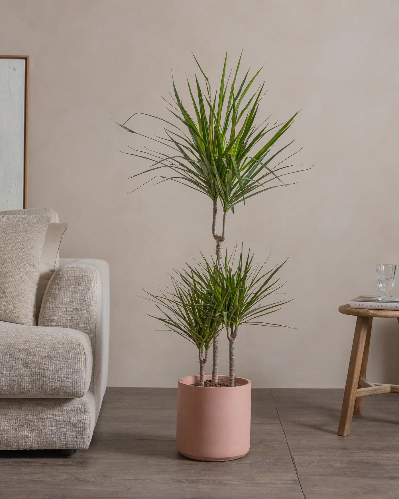 Small-Crimson-Dragon-Tree-120cm-Circle-Rose-Pink-Plntd-Lifestyle-11