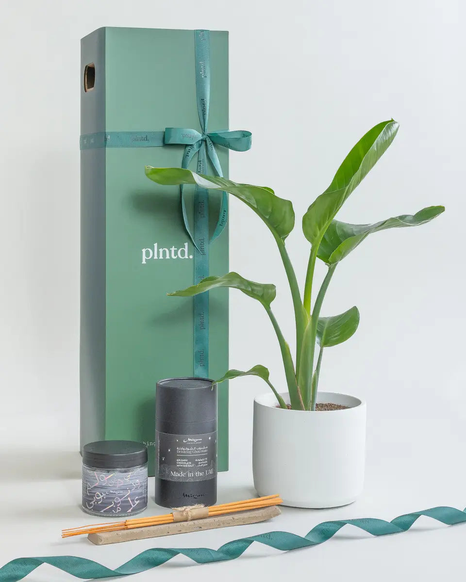 Small-More-is-More-Set-Bird-of-Paradise-Circle-Chalk-White-Plntd-Lifestyle