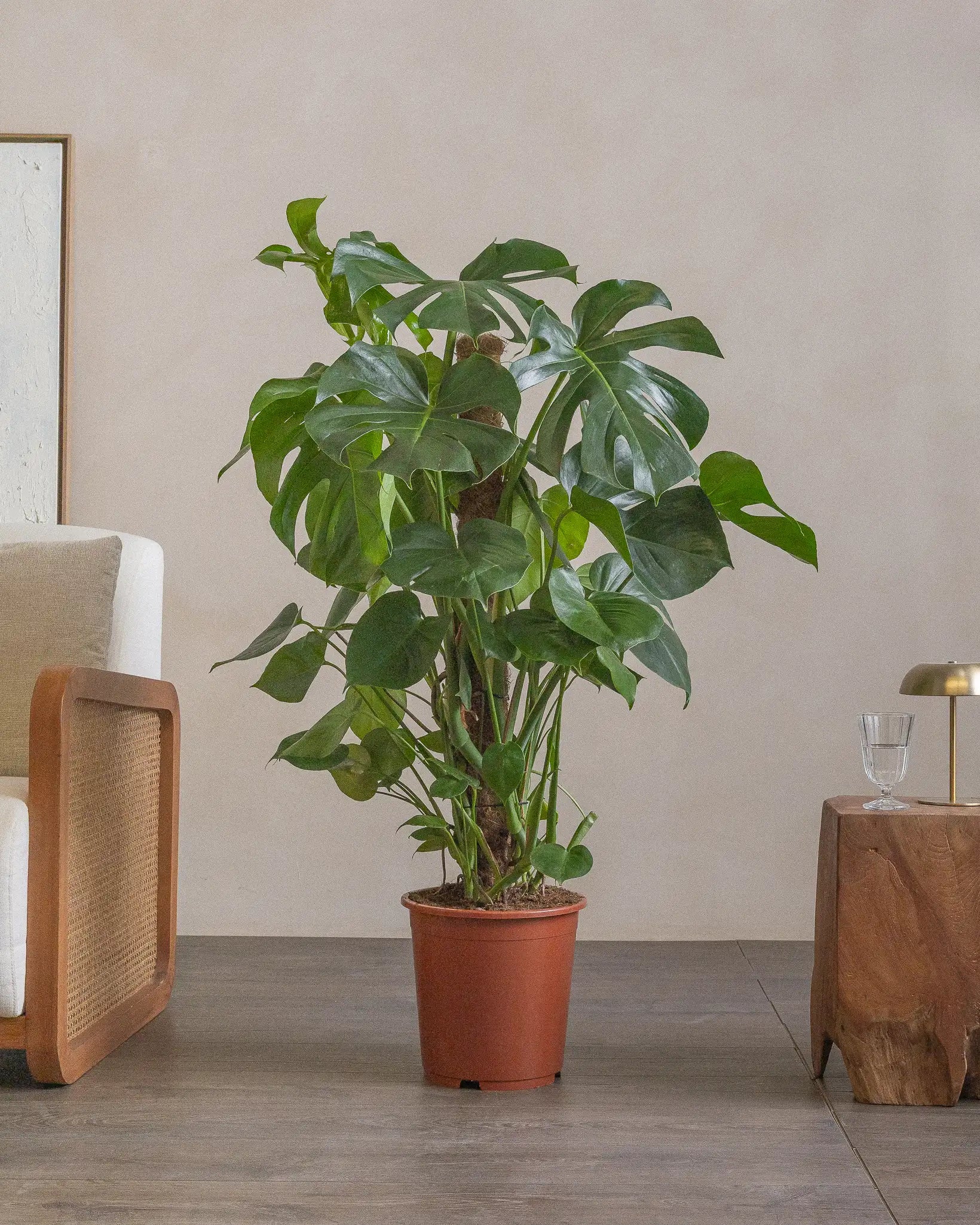 Small-Swiss-Cheese-Plant-130cm-Nursery-Default-Plntd-Lifestyle