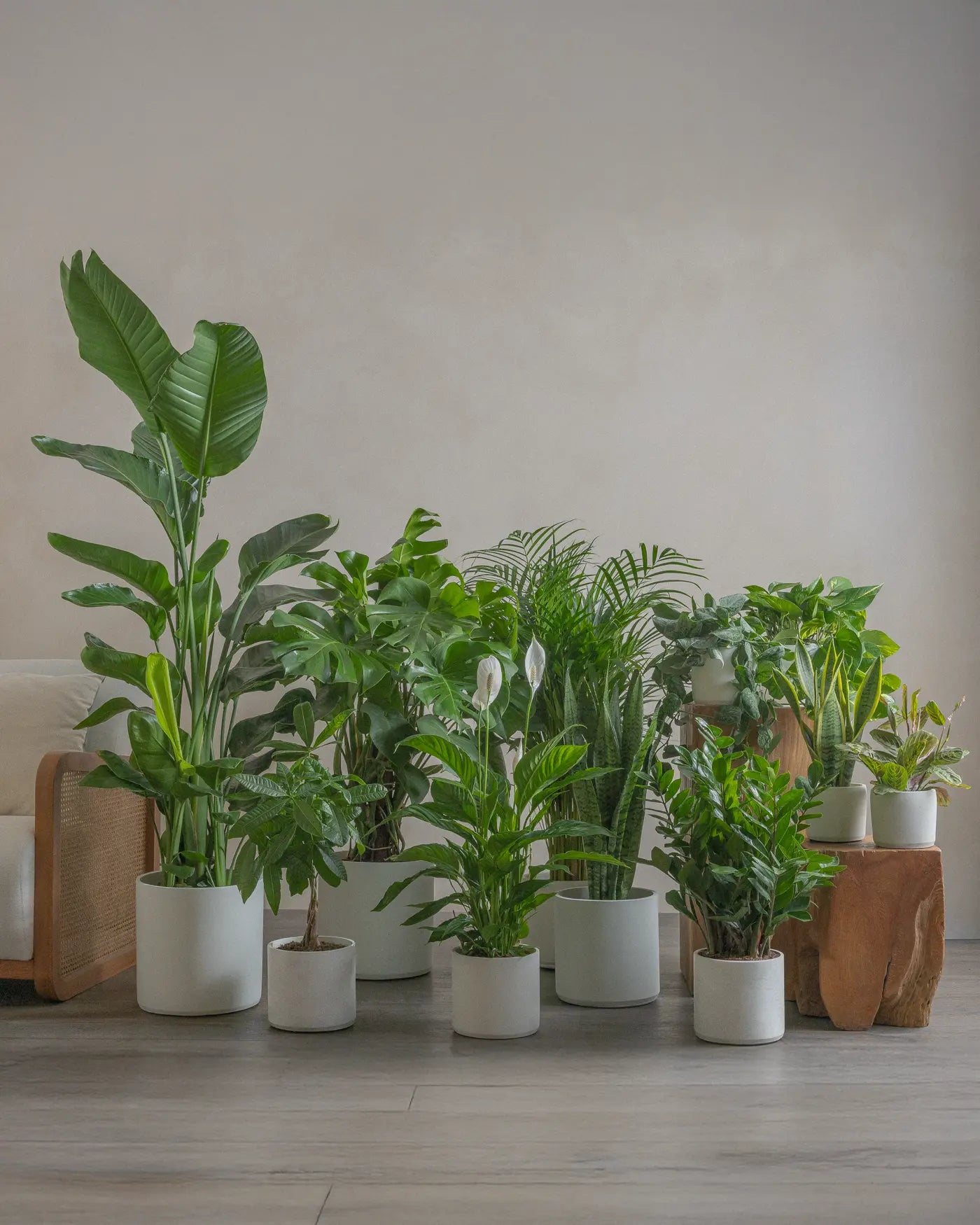 Small-Villa-Set-30cm-40cm-50cm-60cm-70cm-80cm-100cm-120cm-130cm-150cm-Plntd-Lifestyle