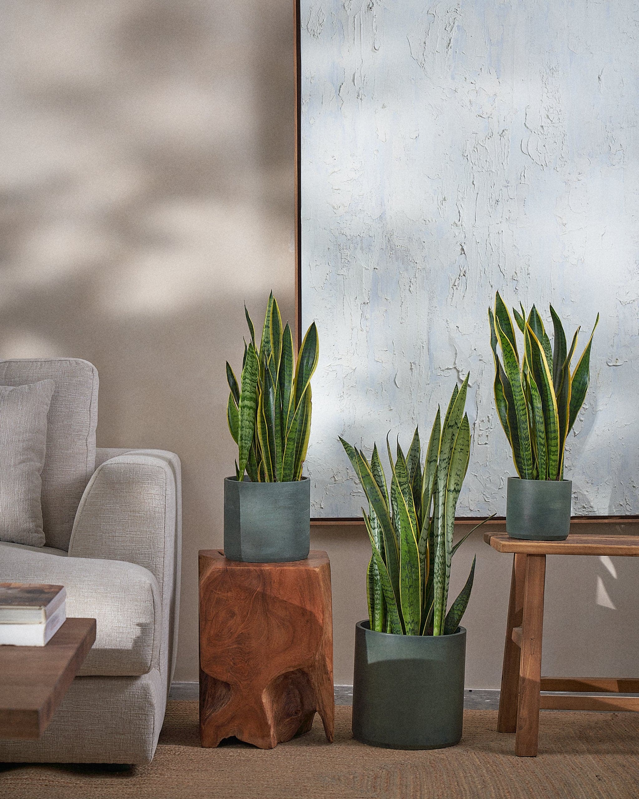 Snake-Plant-Plntd-Group