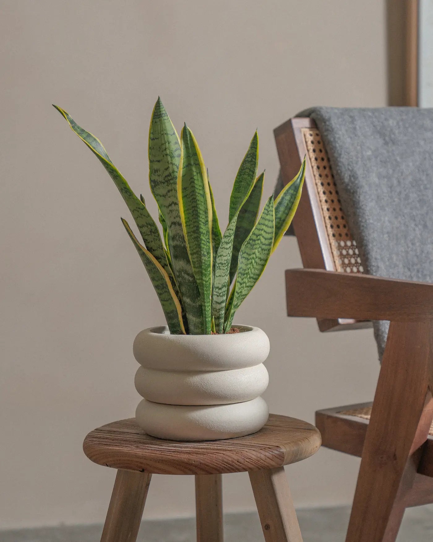 Snake-Plant-Plntd-Lifestyle-19