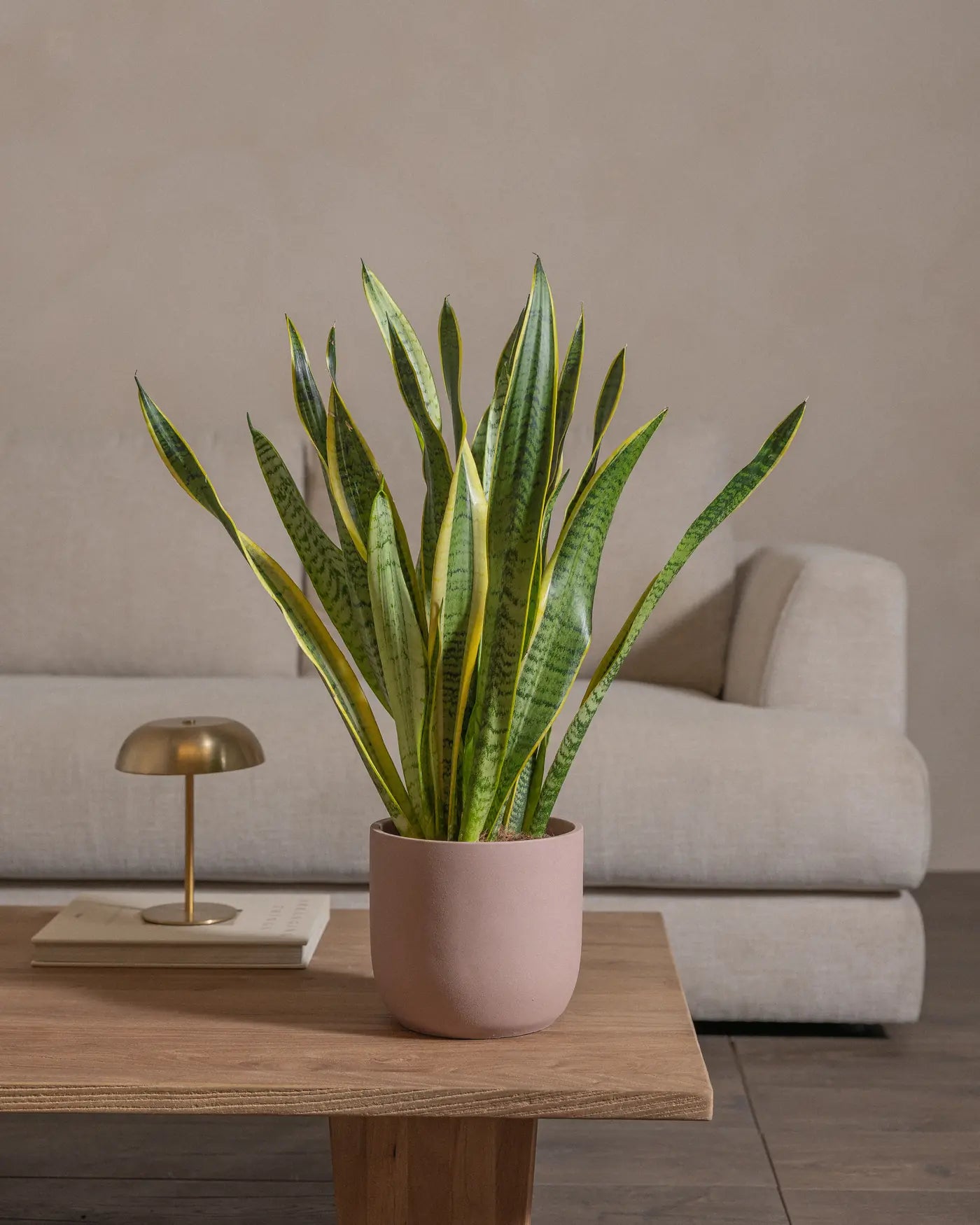 Snake-Plant-Plntd-Lifestyle-34