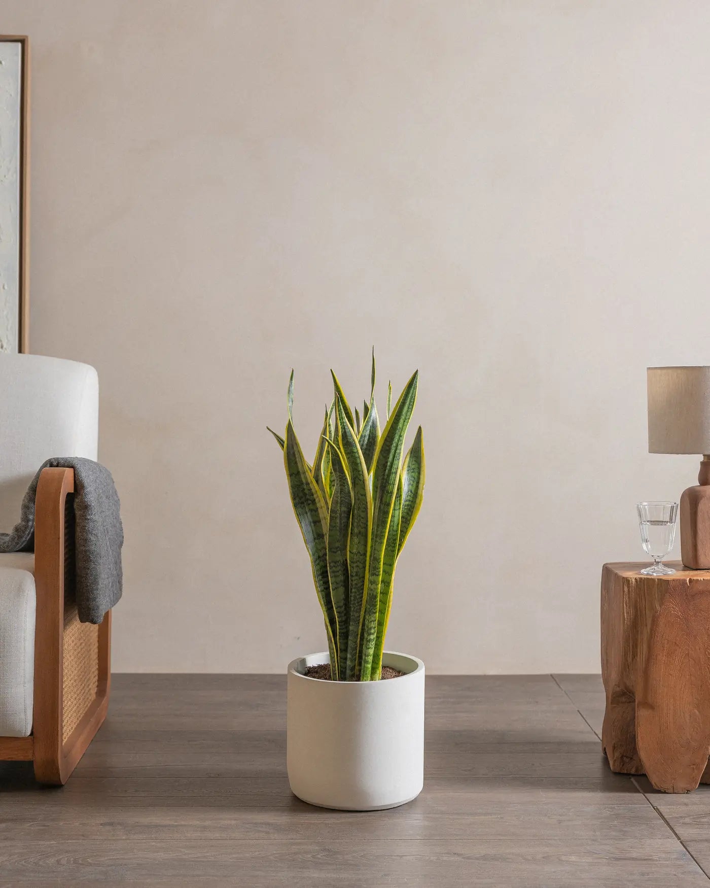 Snake-Plant-Plntd-Lifestyle-40