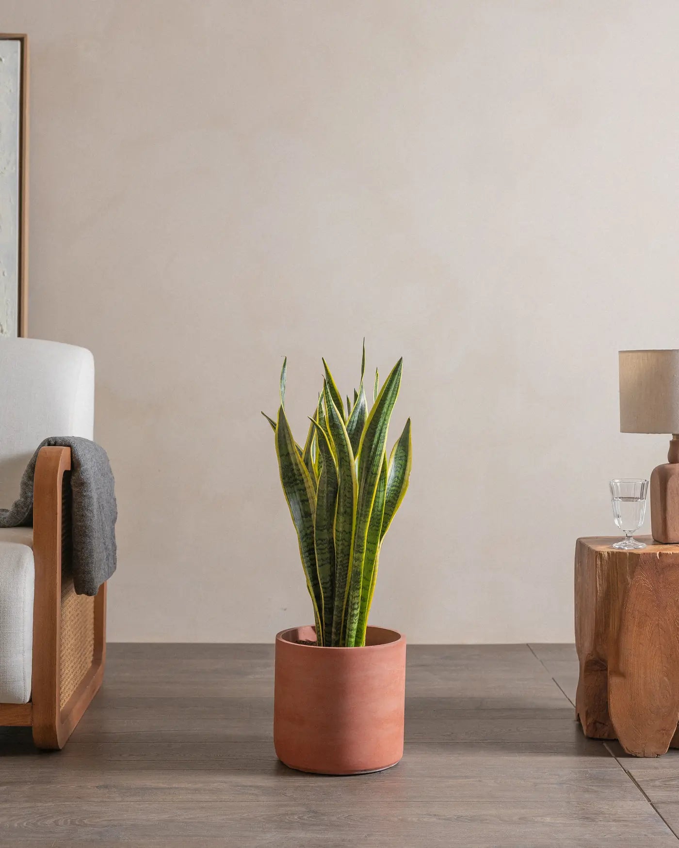 Snake-Plant-Plntd-Lifestyle-43