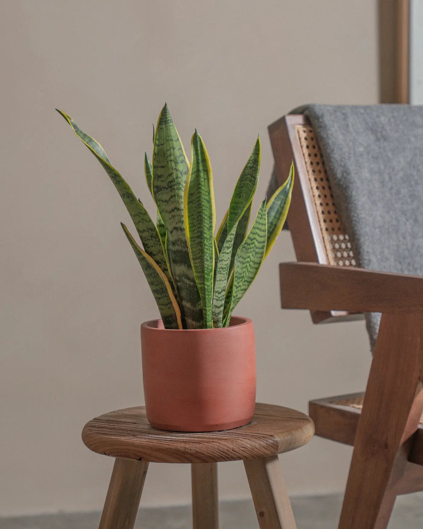 Snake-Plant-Plntd-Lifestyle-6