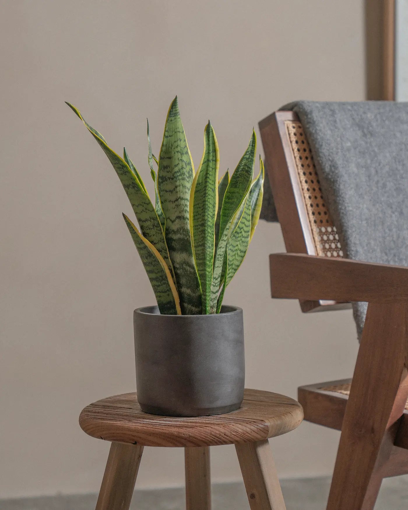 Snake-Plant-Plntd-Lifestyle-8