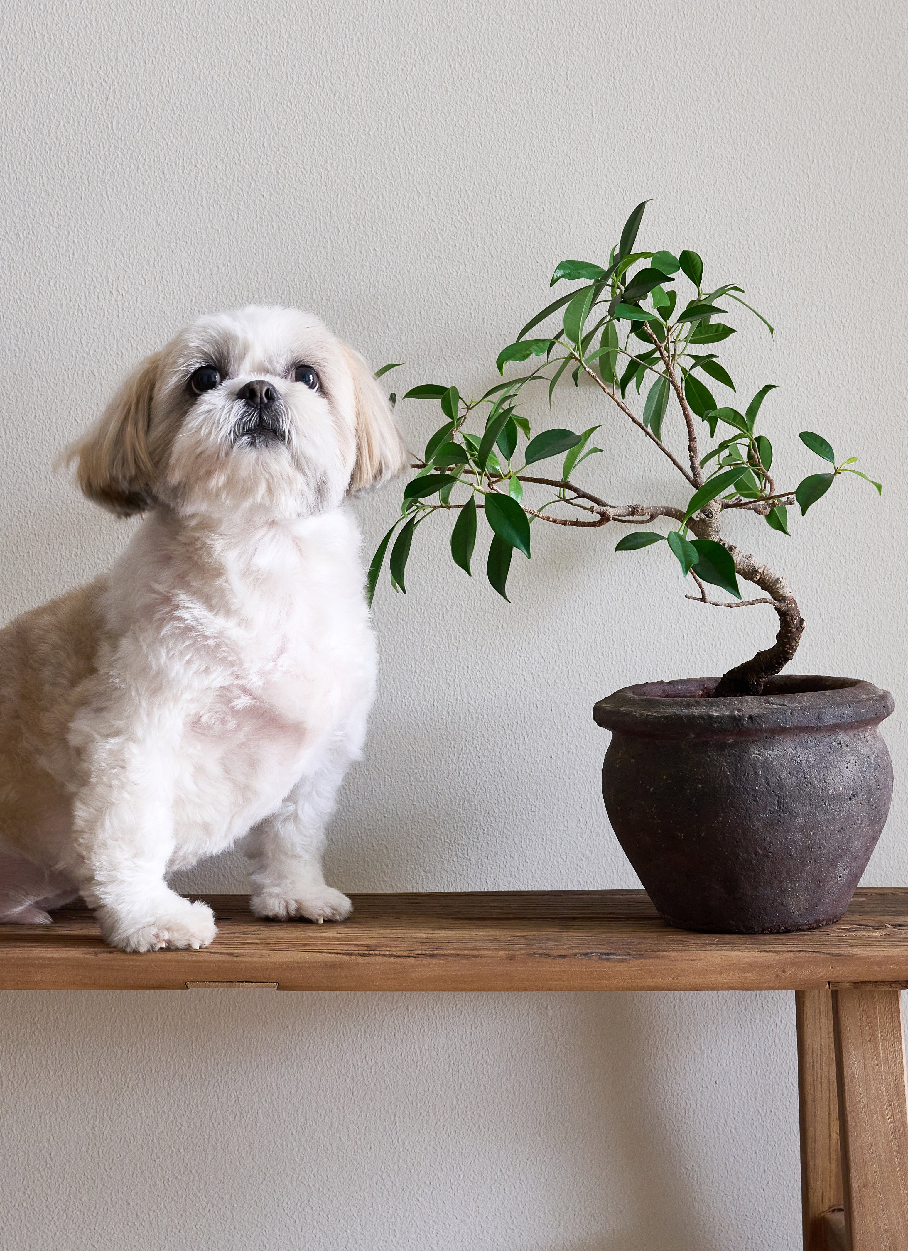 Photo of a dog near a pet-friendly plant on a bench