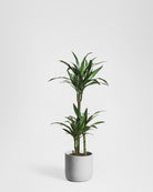 White-Stripe-Dragon-Tree-120cm-Circle-Grey-Cement-Plntd-Seamless-19