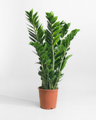 ZZ-Plant-90cm-Nursery-Pot-Nursery-Pot-Plntd-Seamless-42