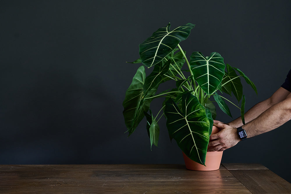 Lifestyle shot of an alocasia indoor plant in a terracotta pot on a brown table