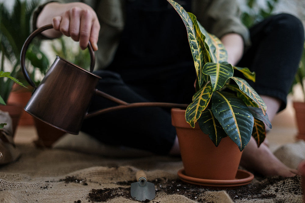 An indoor plant in a terracotta pot getting watered