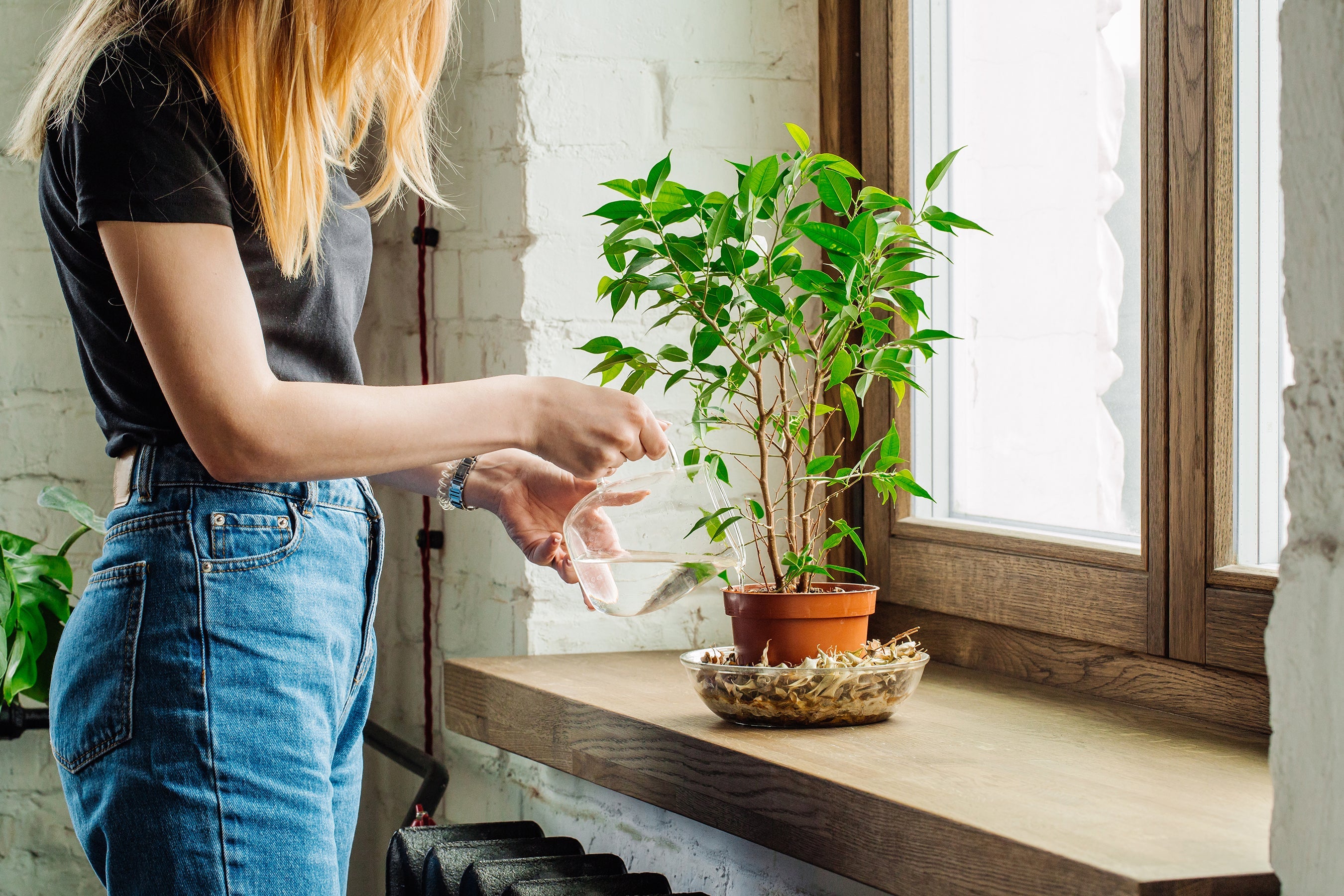 Women taking care of an indoor plant on her windowsill