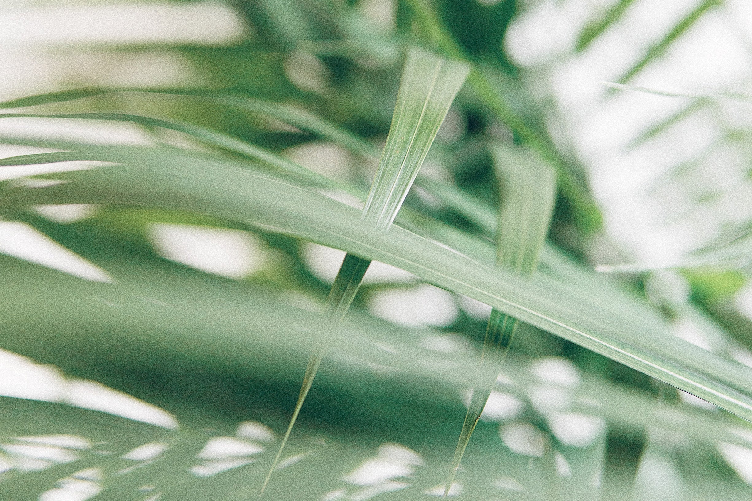 Macro shot of a kentia palm's leaves