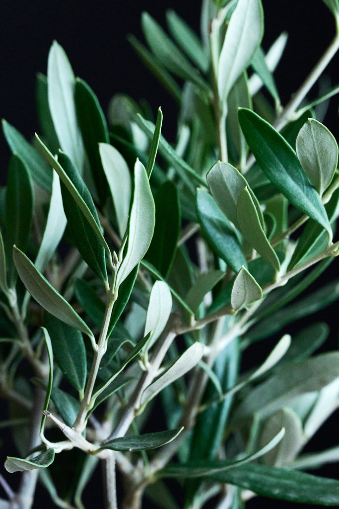 Closeup macro shot of olive tree