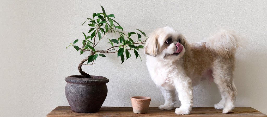 Shih Tzu dog with bonsai tree