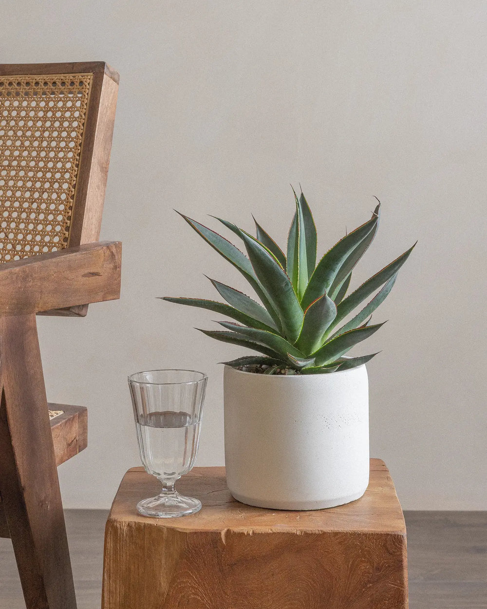 Agave-Plntd-Lifestyle-6