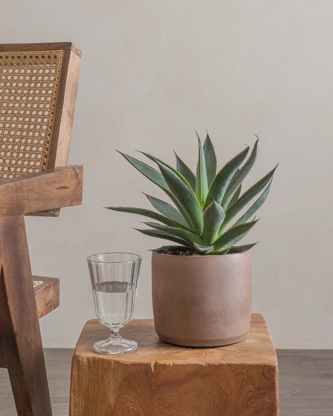 Agave-Plntd-Lifestyle-8