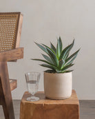 Agave-Plntd-Lifestyle-7