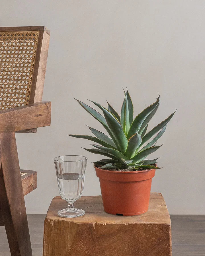 Agave-30cm-Nursery-Default-Plntd-Lifestyle-4