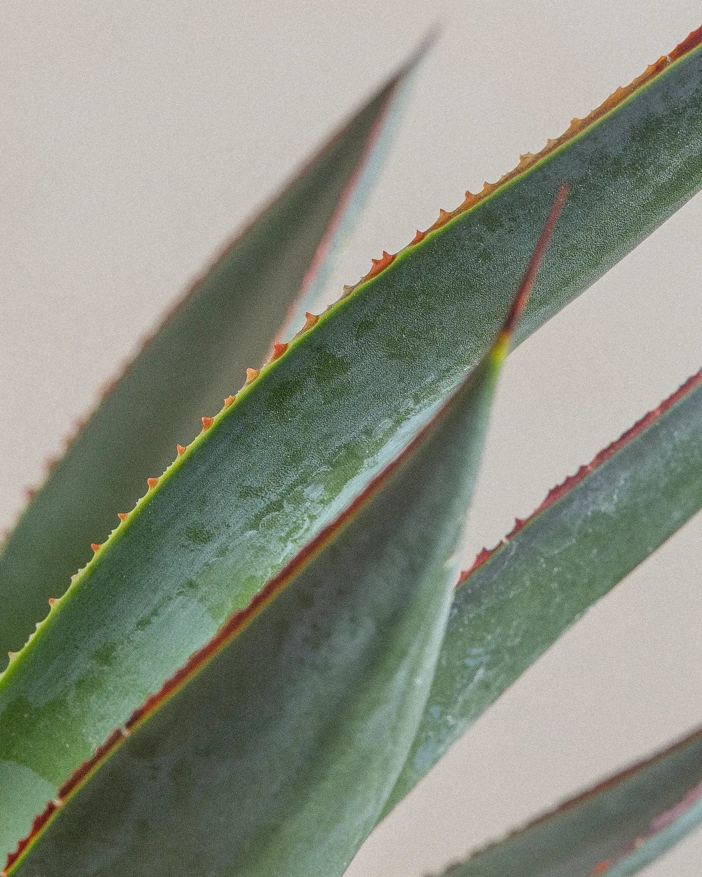 Agave-Plntd-Macro-9