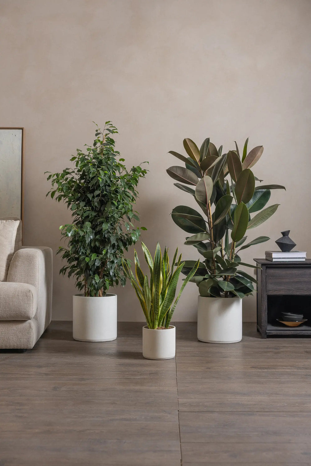 medium snake plant, large tear drop tree and Rubber Tree indoor plants in White concrete pots for indoor spaces