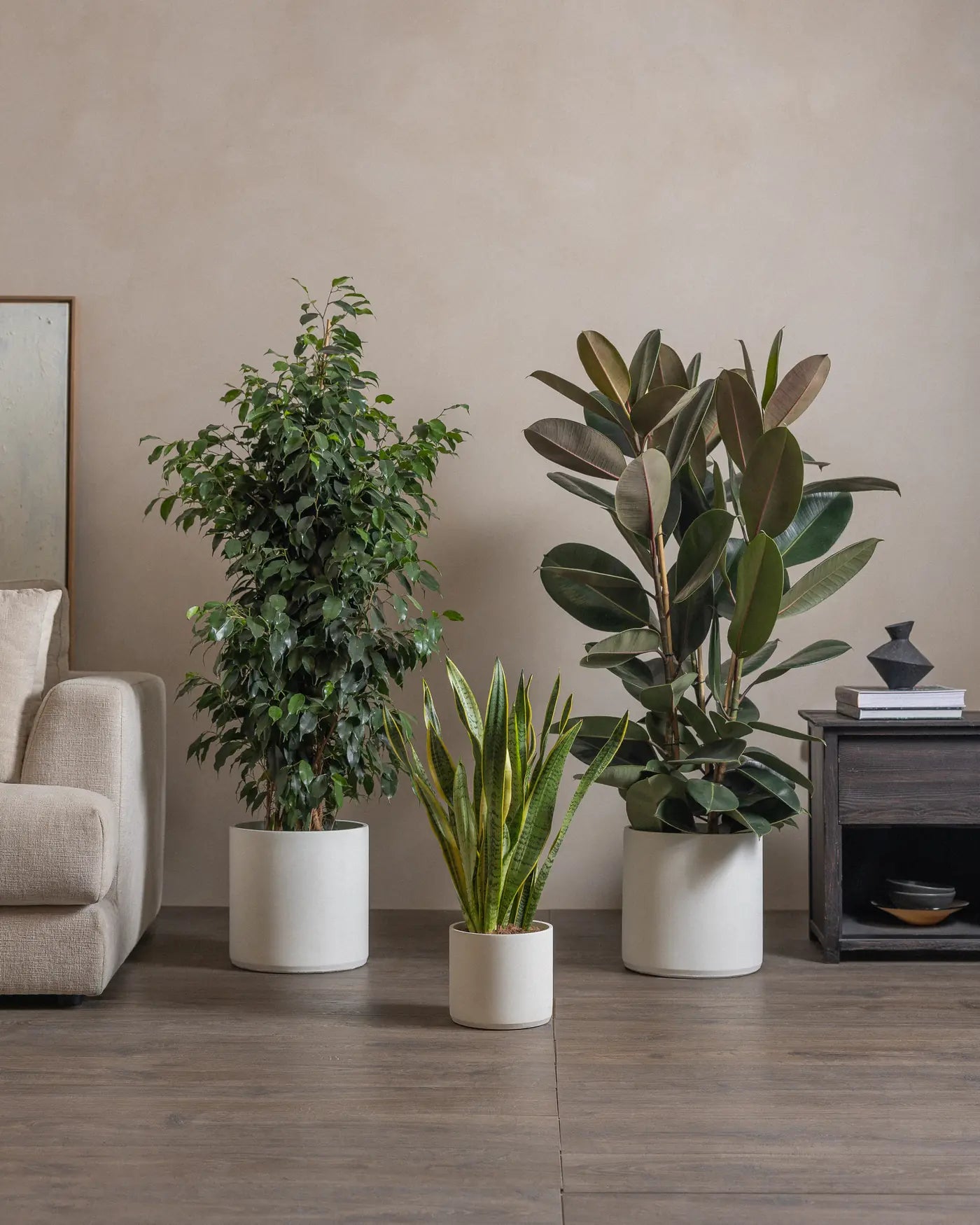 medium snake plant, large tear drop tree and Rubber Tree indoor plants in White concrete pots for indoor spaces