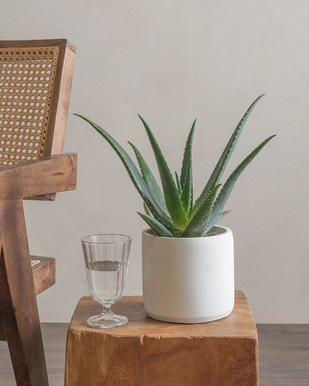 Aloe-Vera-Plntd-Lifestyle-6