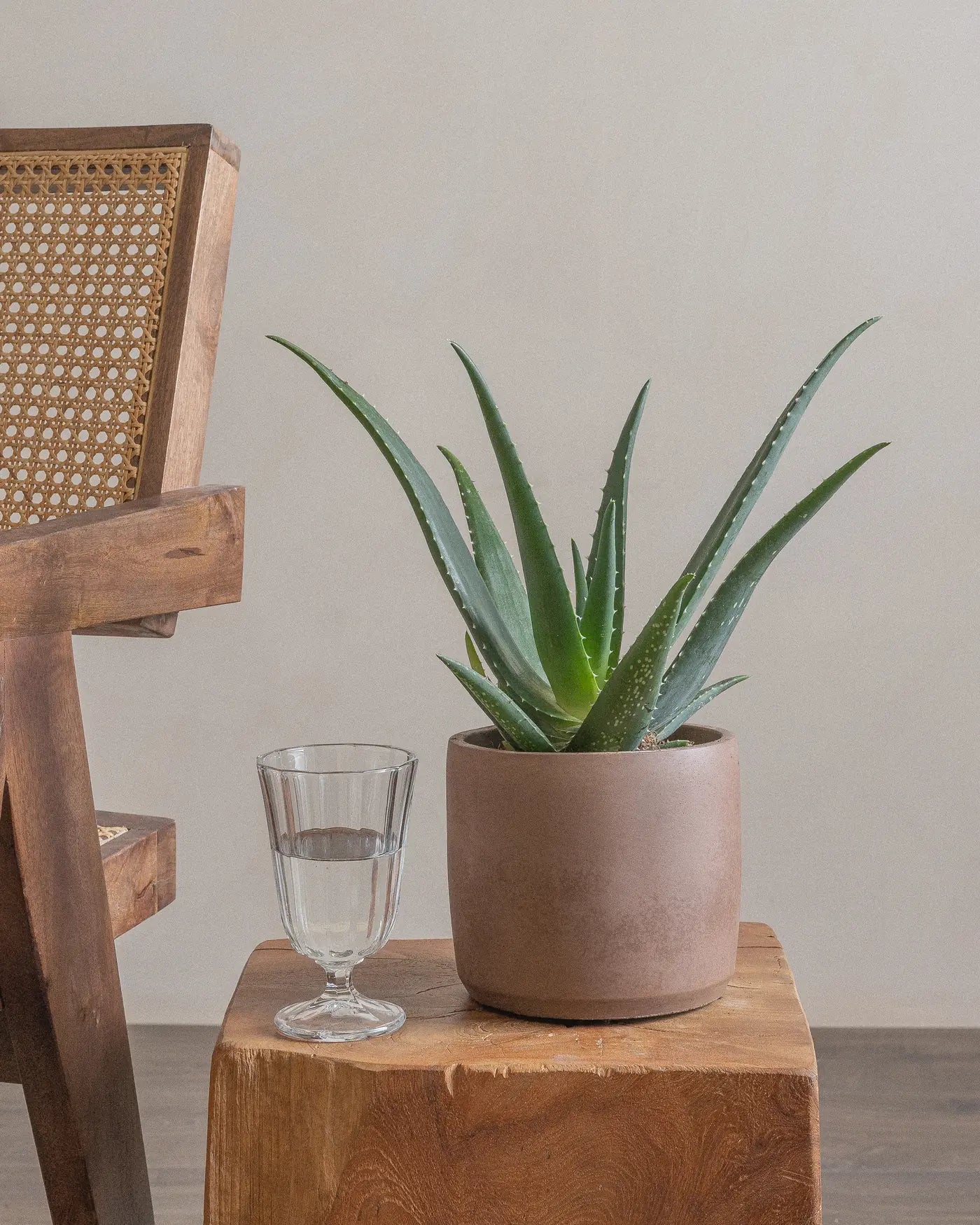 Aloe-Vera-Plntd-Lifestyle-8