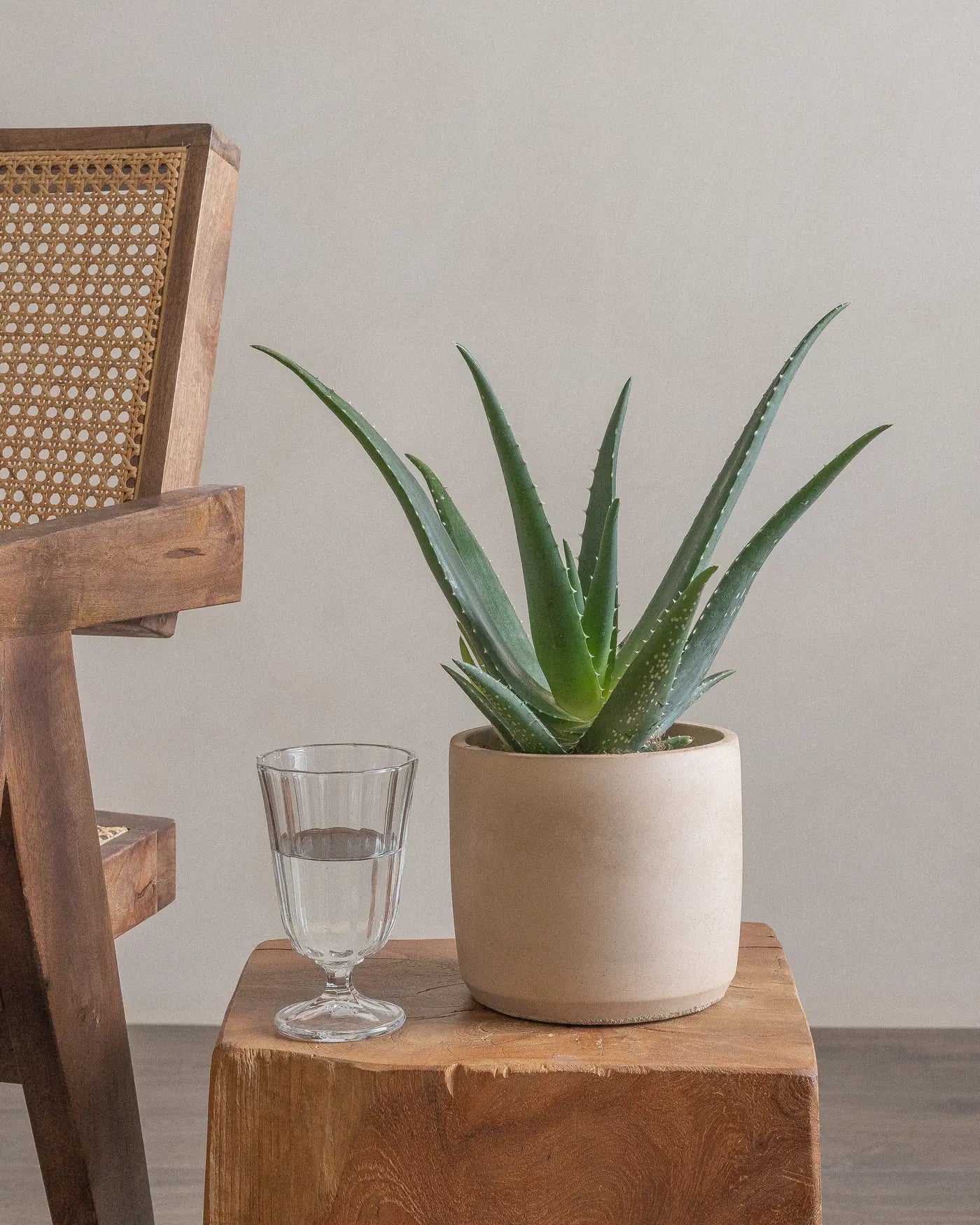 Aloe-Vera-Plntd-Lifestyle-7