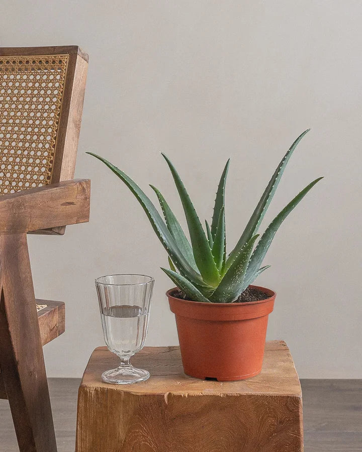 Aloe-Vera-30cm-Nursery-Default-Plntd-Lifestyle-4