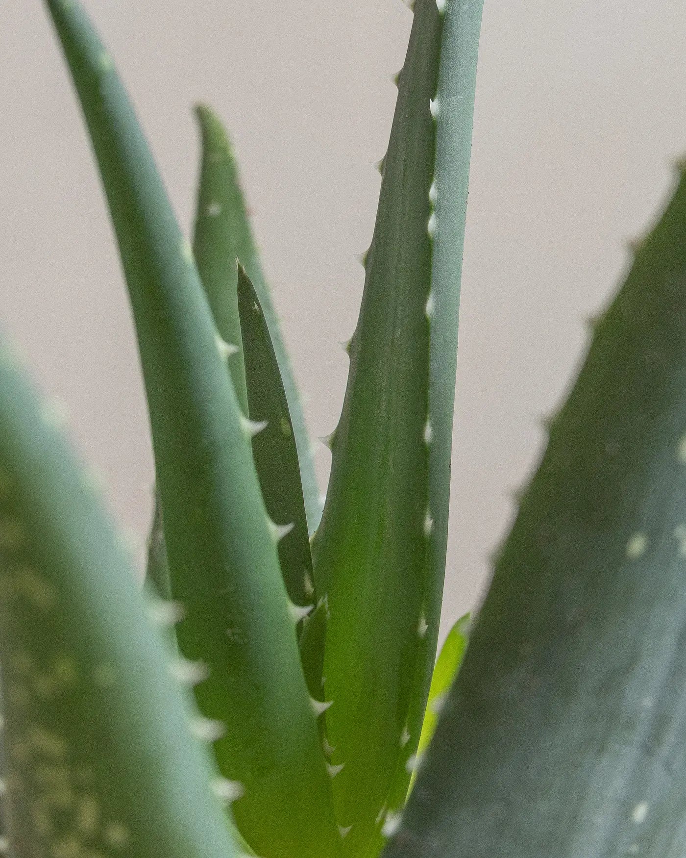 Aloe-Vera-Plntd-Macro-9