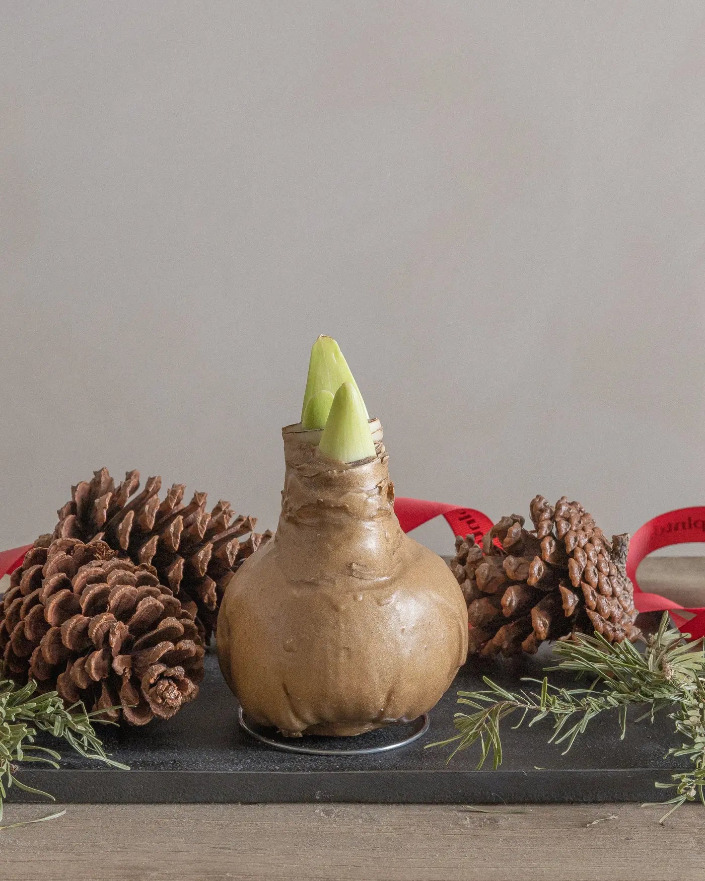 Amaryllis-Lily-Plntd-Lifestyle