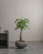 Andesite-09-Planter-Plant-Plntd-Lifestyle