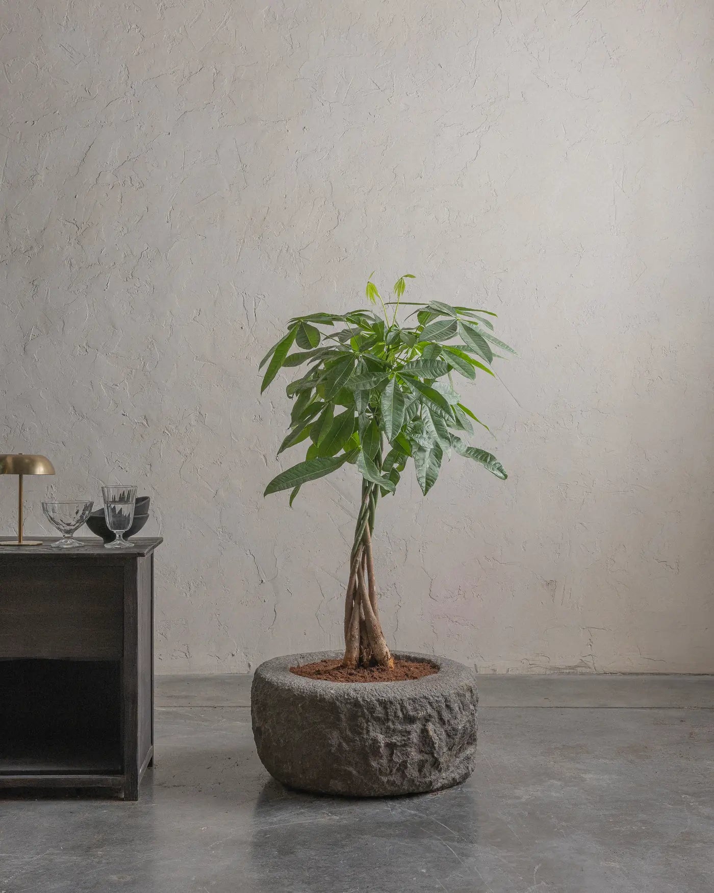 Andesite-10-Planter-Plant-Plntd-Lifestyle