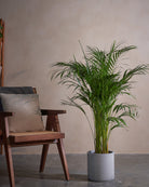 Areca Palm-120cm-Circle-Cement Grey-Plntd-Lifestyle