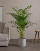 Areca-Palm-120cm-Circle-Cement-Grey-Plntd-Lifestyle-69