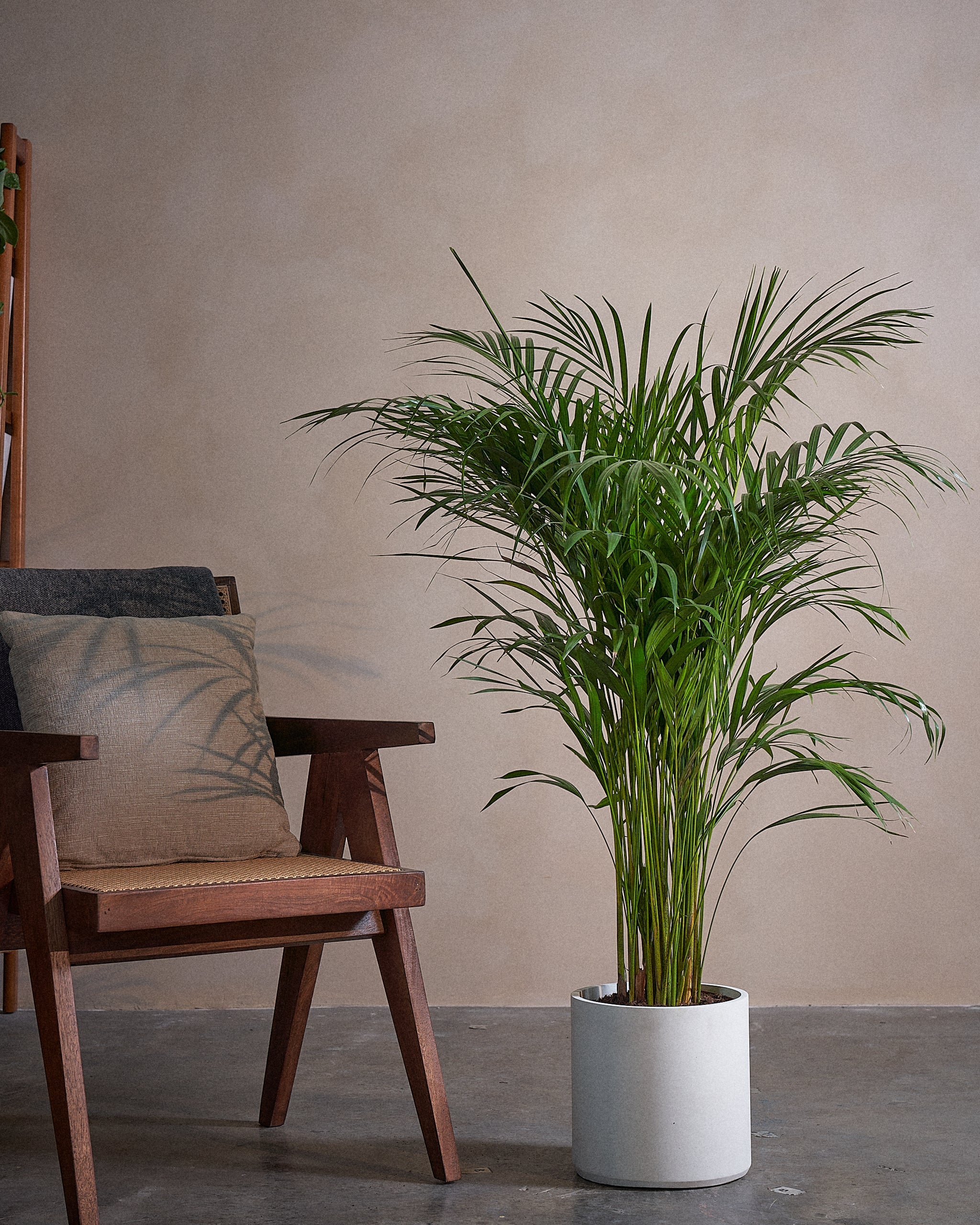Areca Palm-120cm-Circle-Chalk White-Plntd-Lifestyle