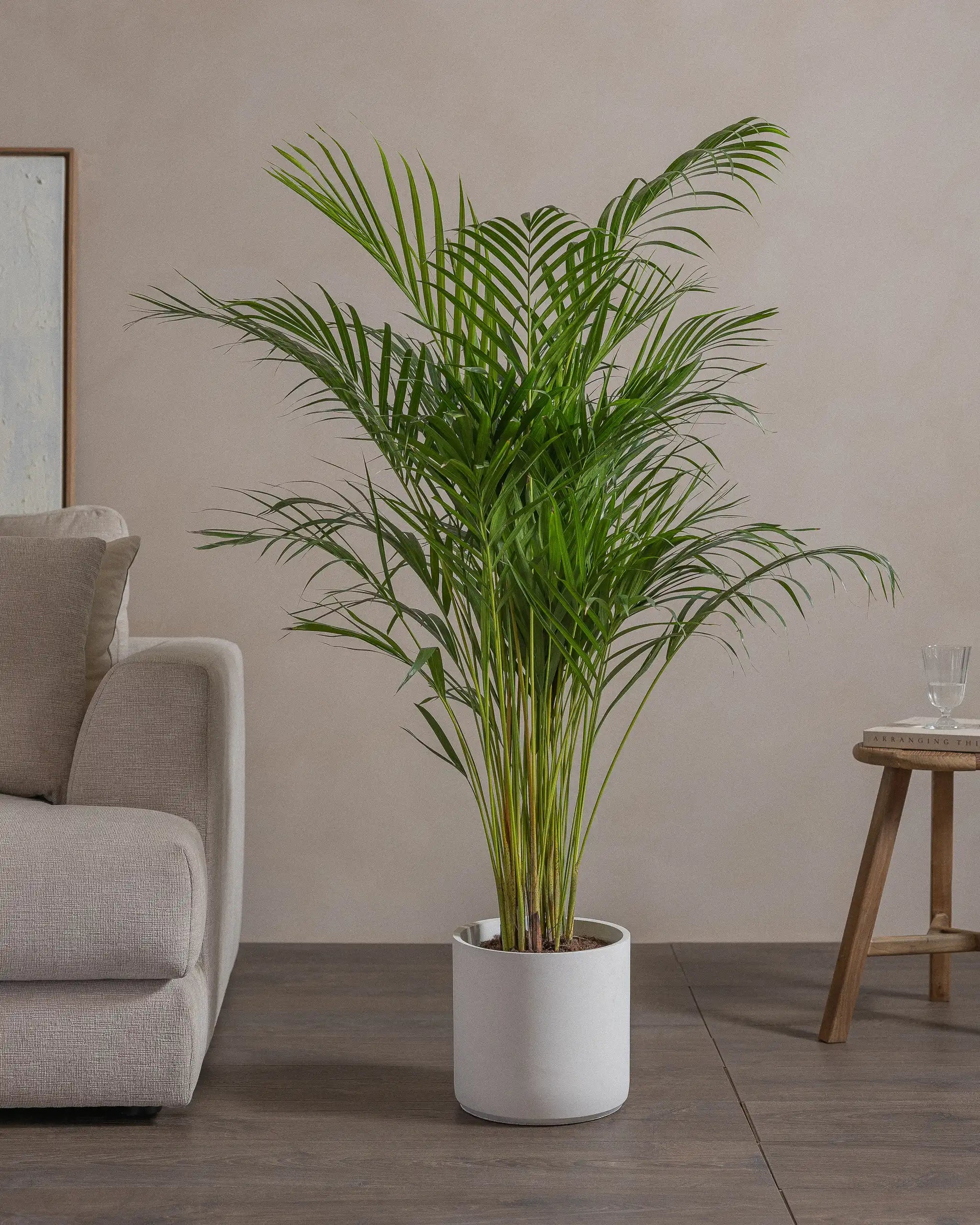 Areca-Palm-120cm-Circle-Chalk-White-Plntd-Lifestyle-70