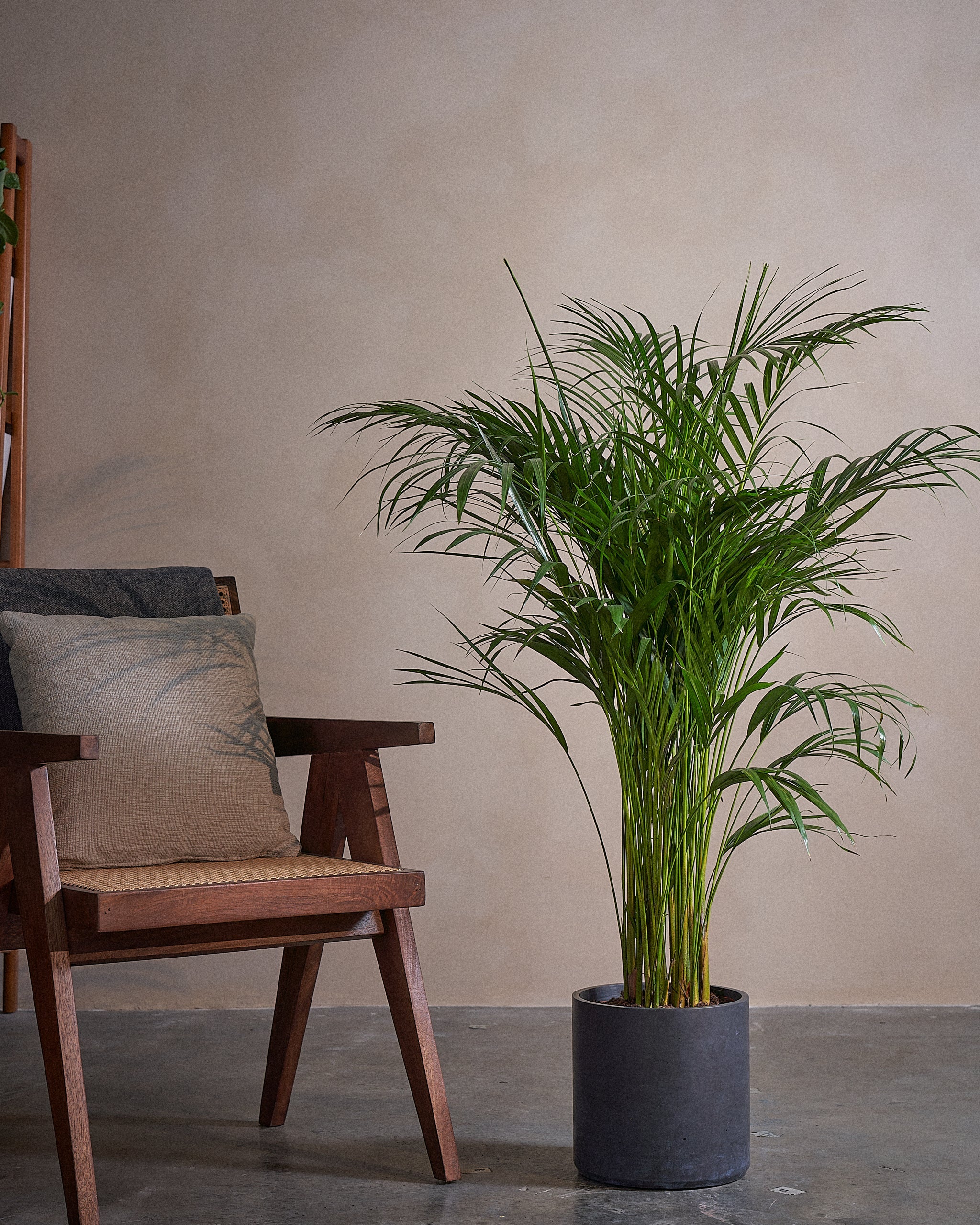 Areca Palm-120cm-Circle-Charcoal Black-Plntd-Lifestyle