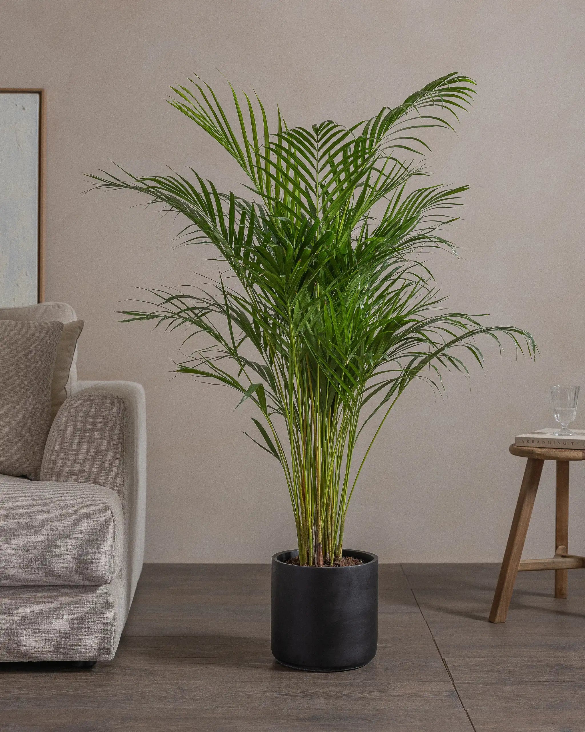 Areca-Palm-120cm-Circle-Charcoal-Black-Plntd-Lifestyle-68