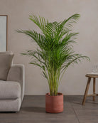 Areca-Palm-120cm-Circle-Corvan-Red-Plntd-42
