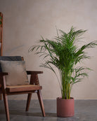 Areca Palm-120cm-Circle-Corvan Red-Plntd-Lifestyle