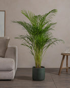 Areca-Palm-120cm-Circle-Olive-Green-Plntd-43