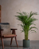 Areca Palm-120cm-Circle-Olive Green-Plntd-Lifestyle